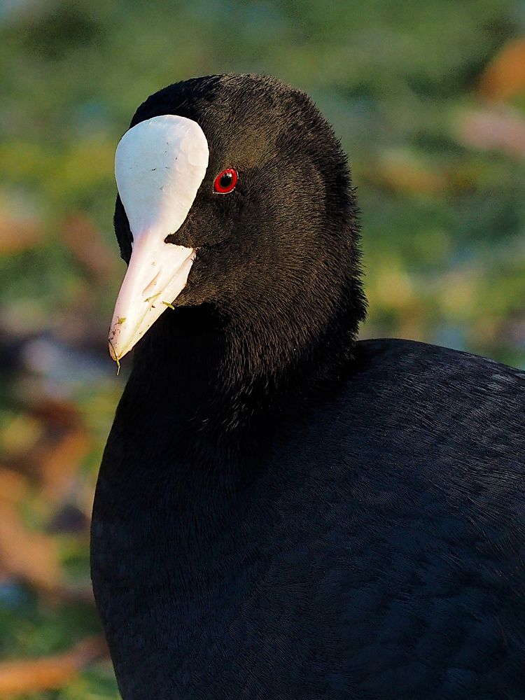 Photograph by Ирина Протченко