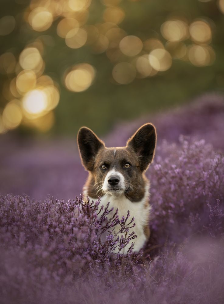 Photograph by Yong Lei van Barlingen