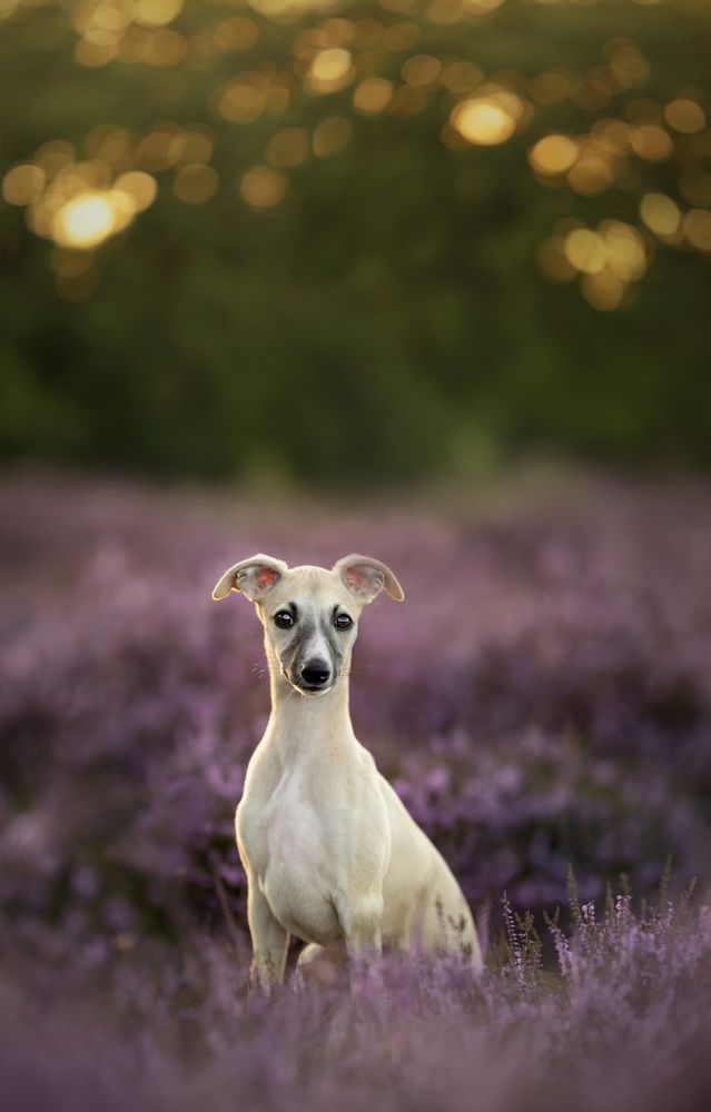 Photograph by Yong Lei van Barlingen