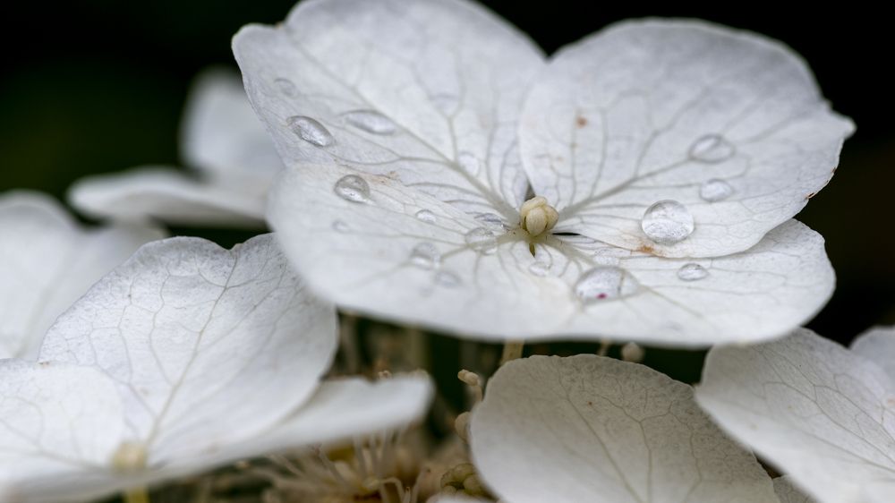 Photograph by Luca Menotti