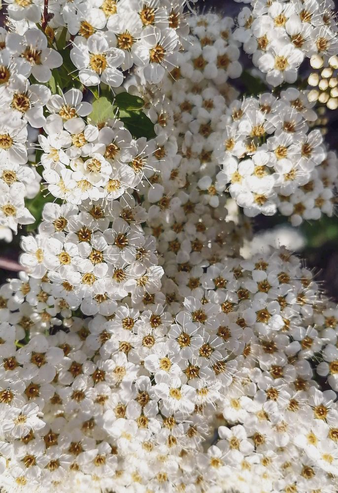 Photograph by Светлана Шелухеева