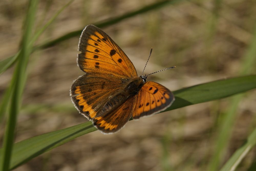 Photograph by Пётр Калачев