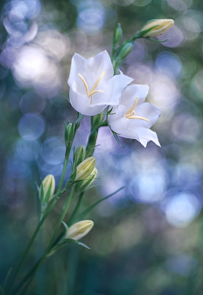 Photograph by Dana S.