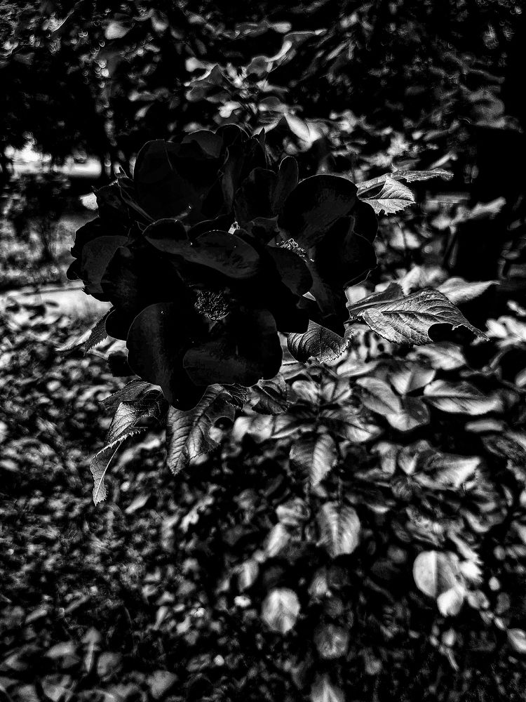 Photograph by Ольга Решетникова