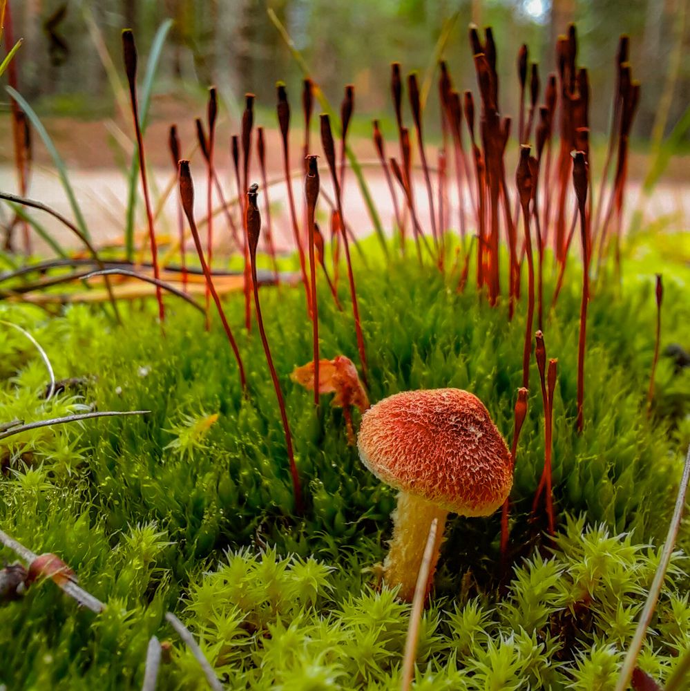 Photograph by Роман Бабин