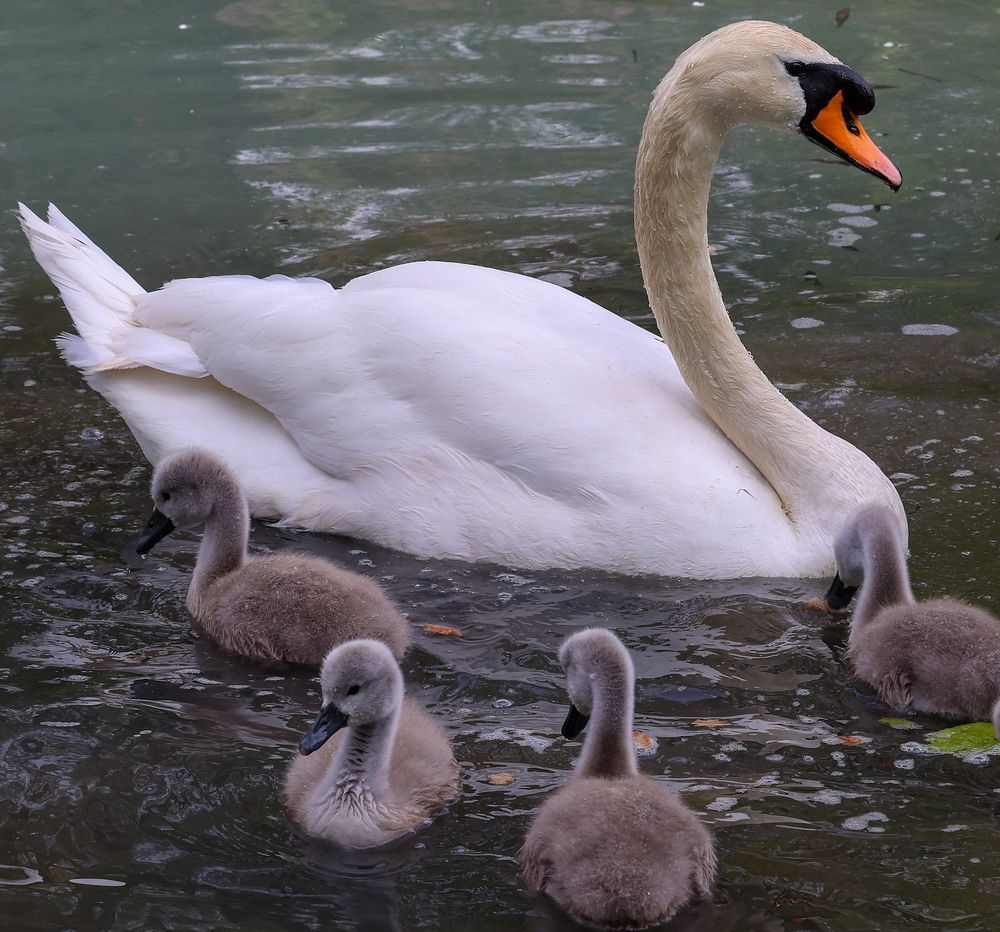 Photograph by Виктория Янушанис