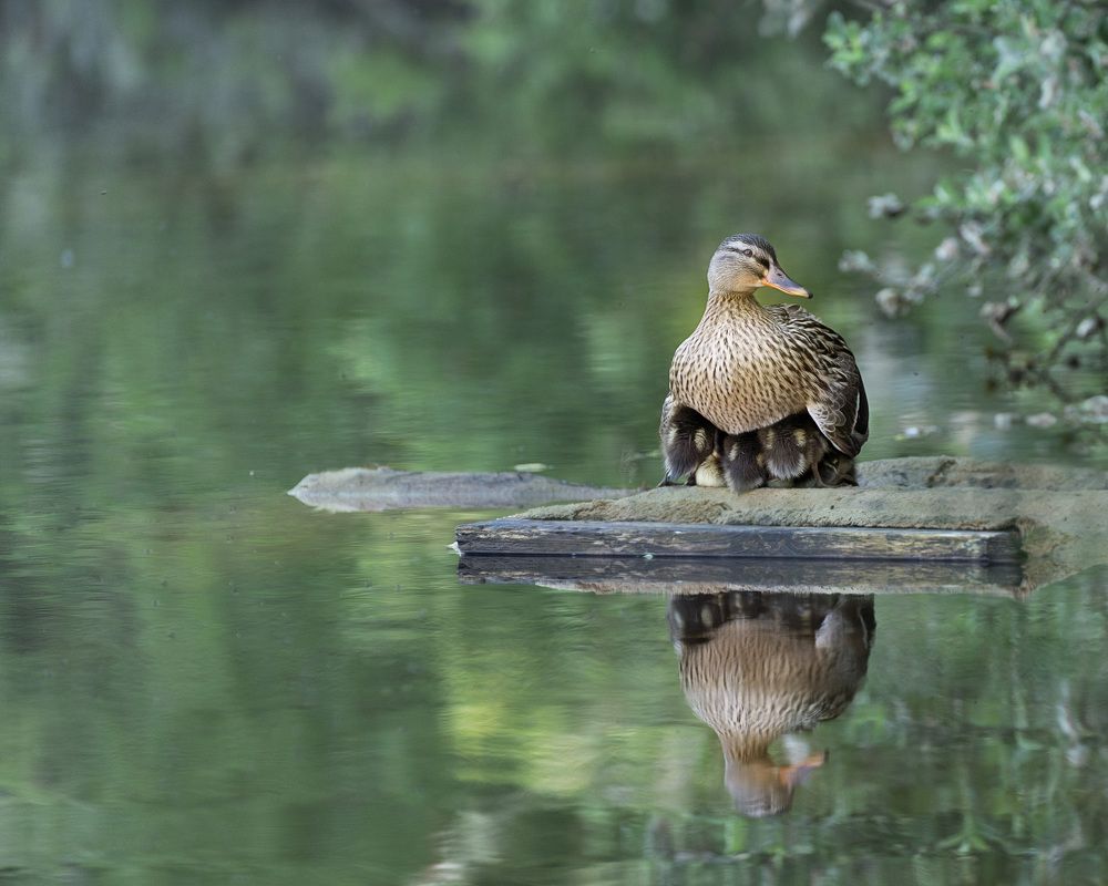 Photograph by LYUDMYLA POKRYSHEN