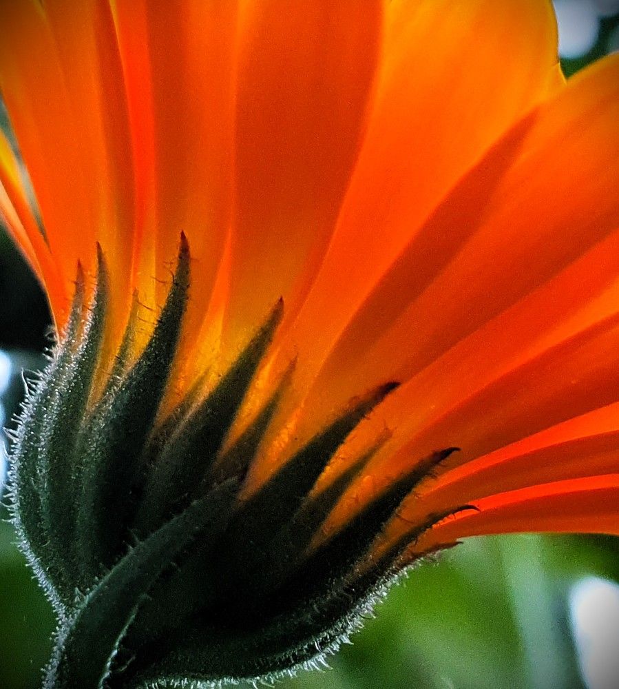 Photograph by Ева К