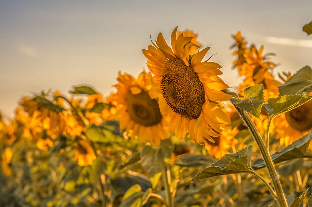 Photograph by Алина Лебедь