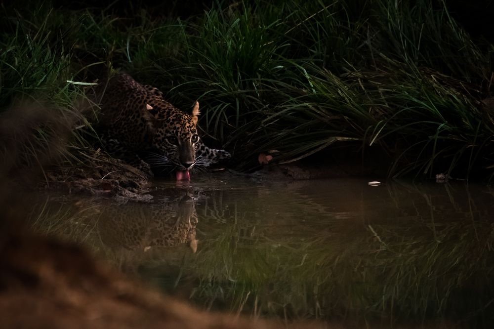 Last sip at last light...