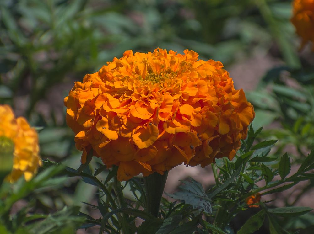 Цвет солнца