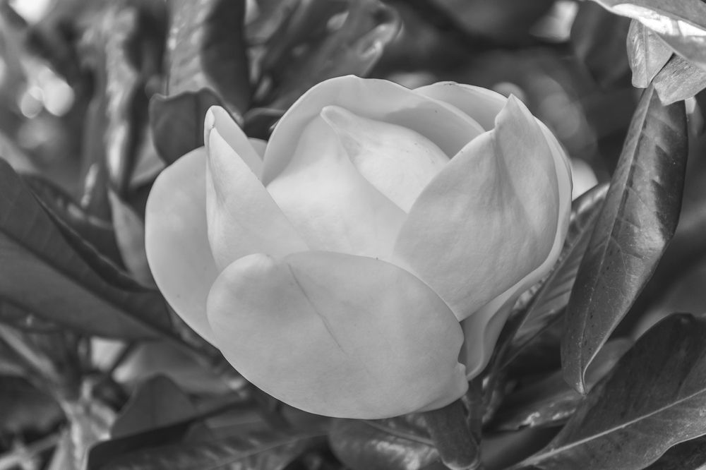 Белая магнолия