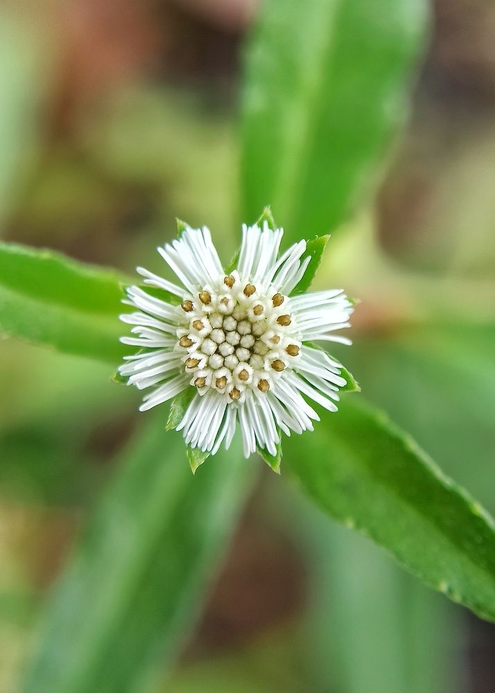 Photograph by San Yu Maung