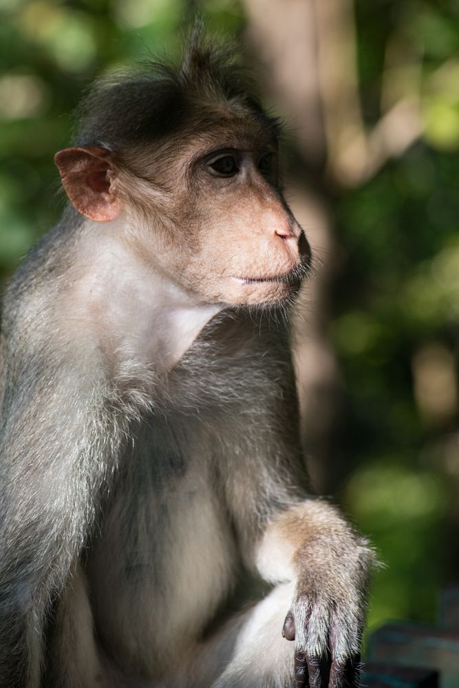 Photograph by Amal Madhu