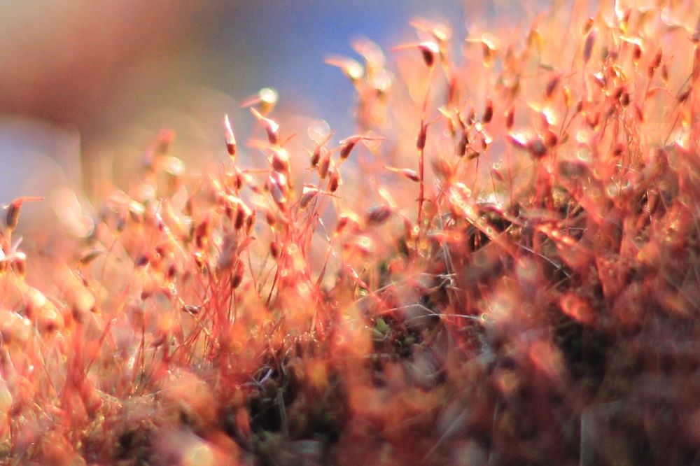 Photograph by Инна Карасева