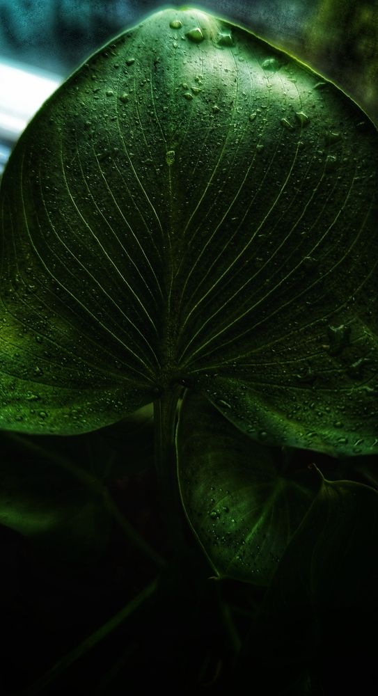 Photograph by Ekaterina Khuzhaeva