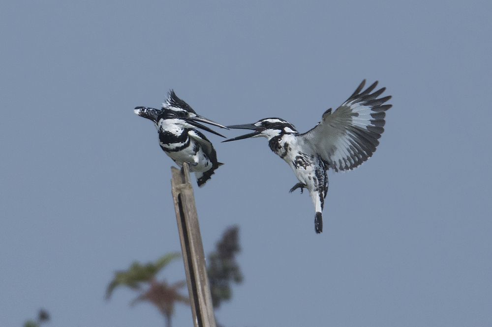 Photograph by Pinak Paul