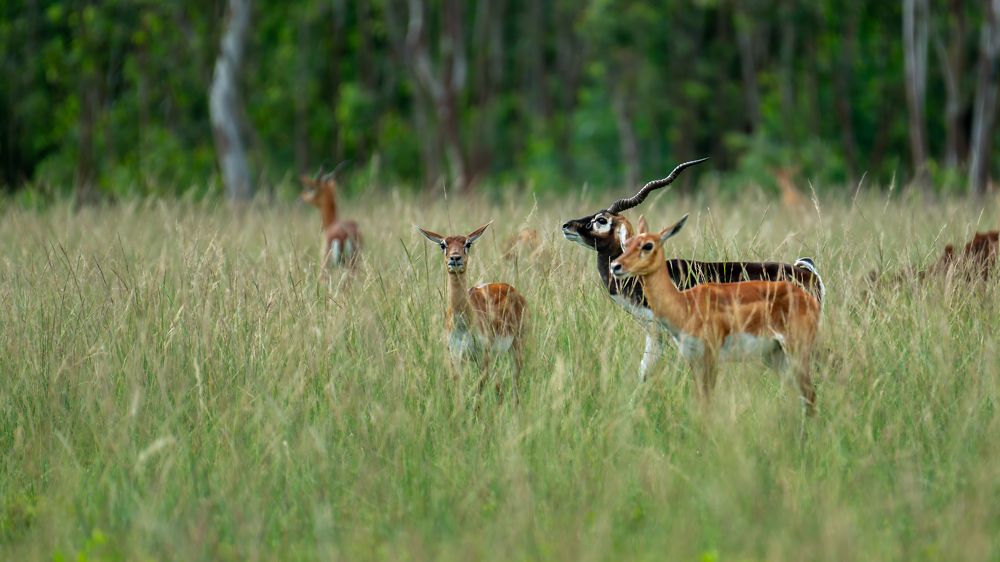 Photograph by Satya Narayan Pattnaik