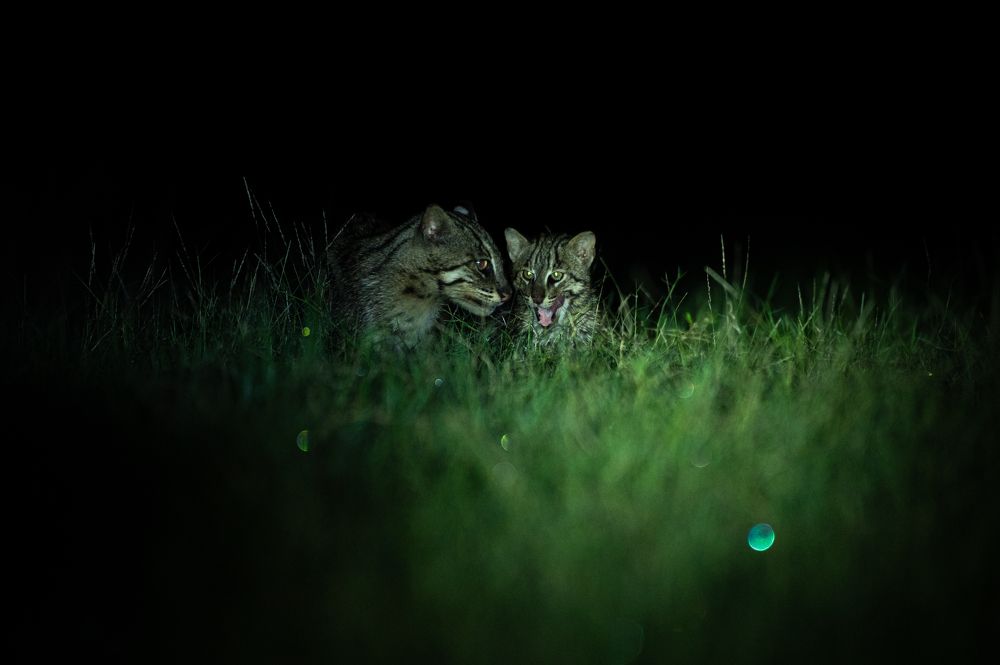 Photograph by Satya Narayan Pattnaik