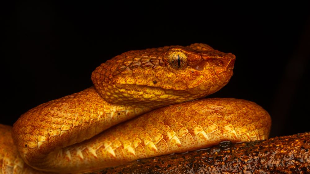 Photograph by Satya Narayan Pattnaik