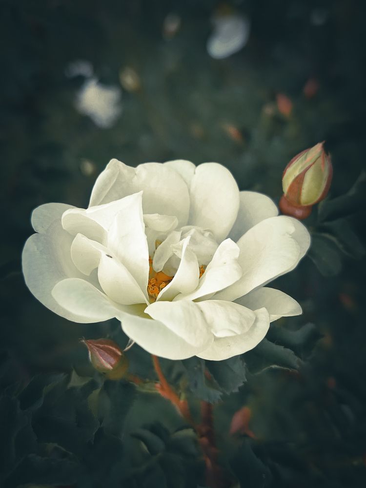 Photograph by Александра Петрова