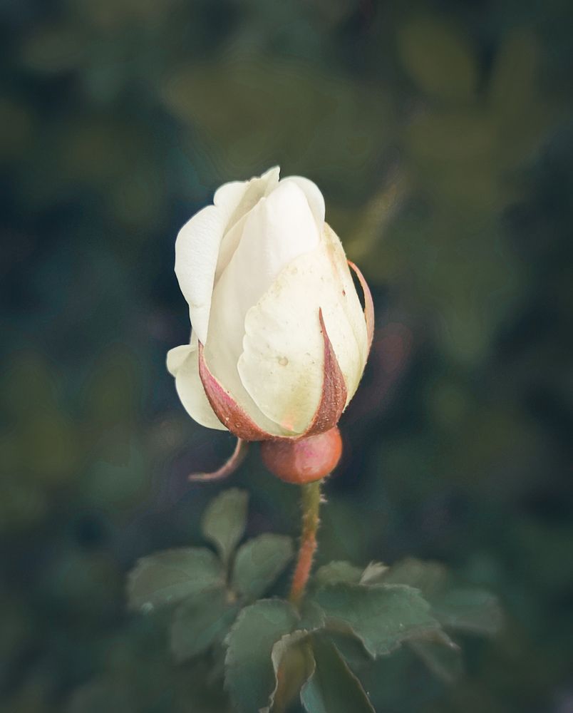 Photograph by Александра Петрова