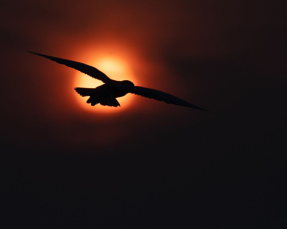 Photograph by Satya Narayan Pattnaik