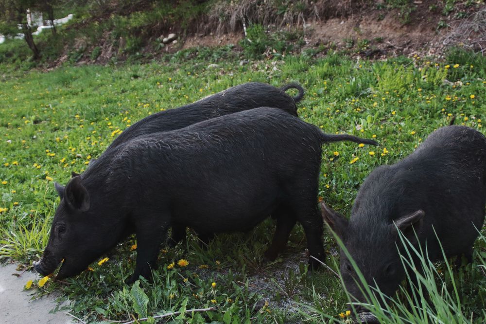 Photograph by Ирина Шибитова