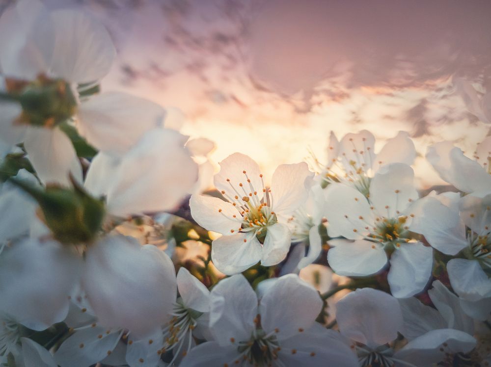 blooming cherry at sunset