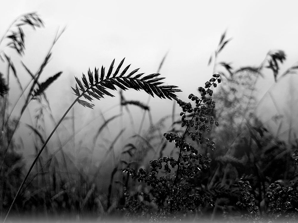 Трава туманным утром