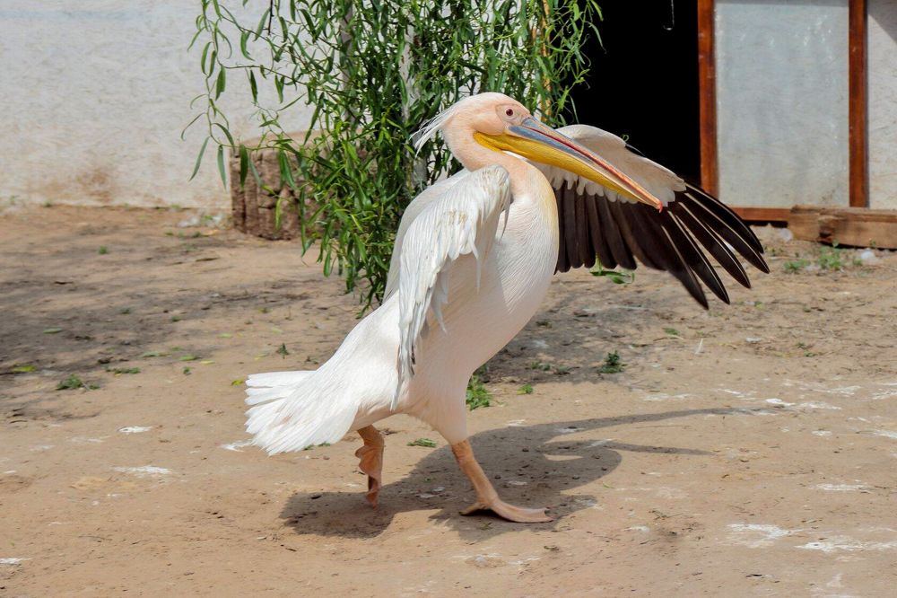 Photograph by Ирина Шибитова