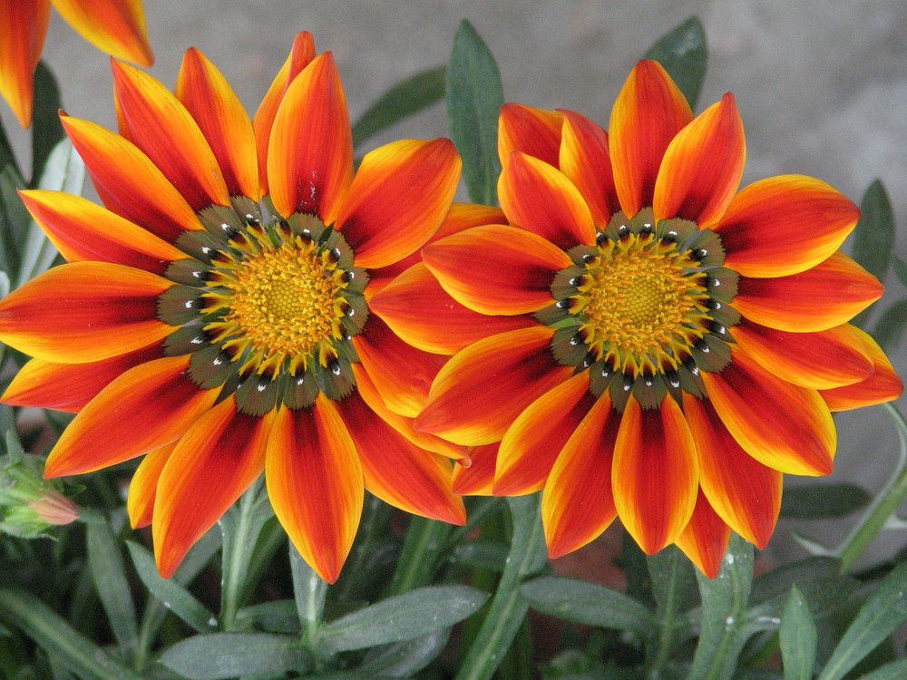 Photograph by SURAJIT SARKAR