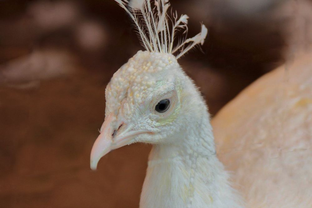 Photograph by Ирина Шибитова