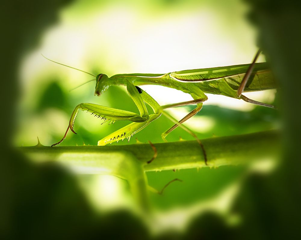 Южно-кавказский богомол