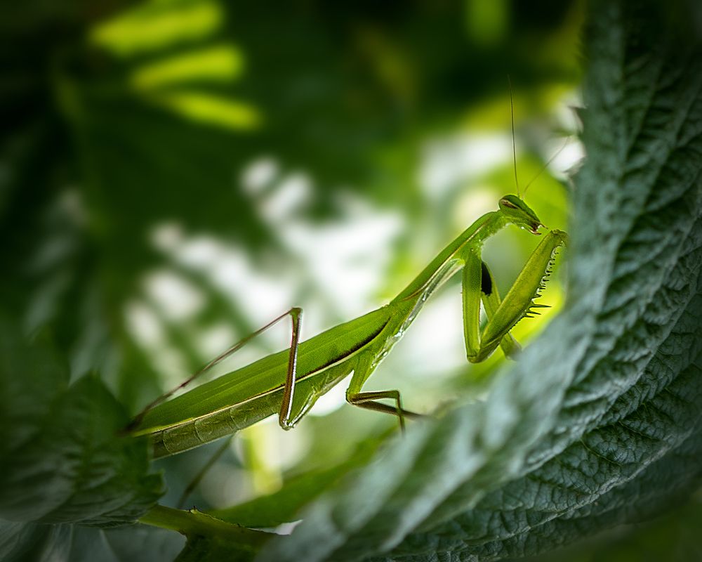 Южно-кавказский богомол