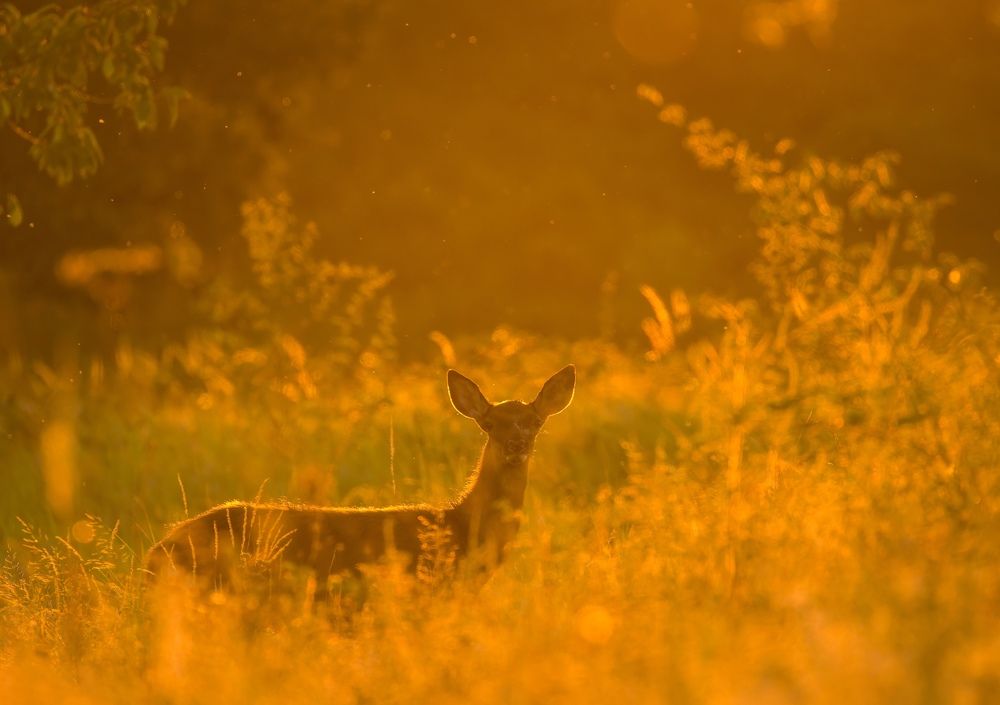 Young red deer at sunset