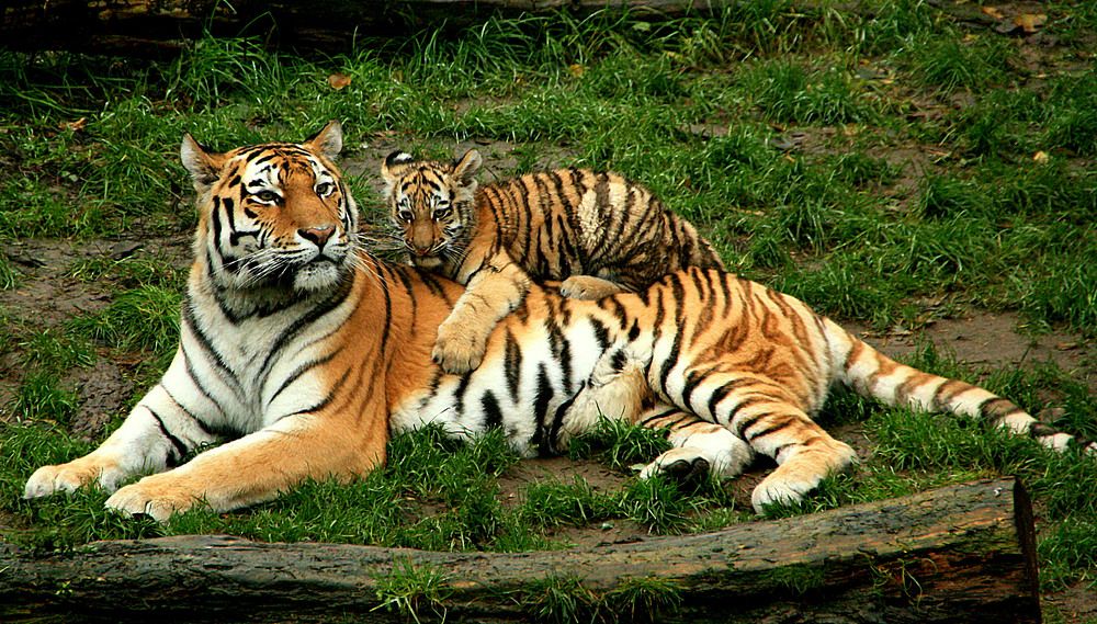 Фотография автора Александр