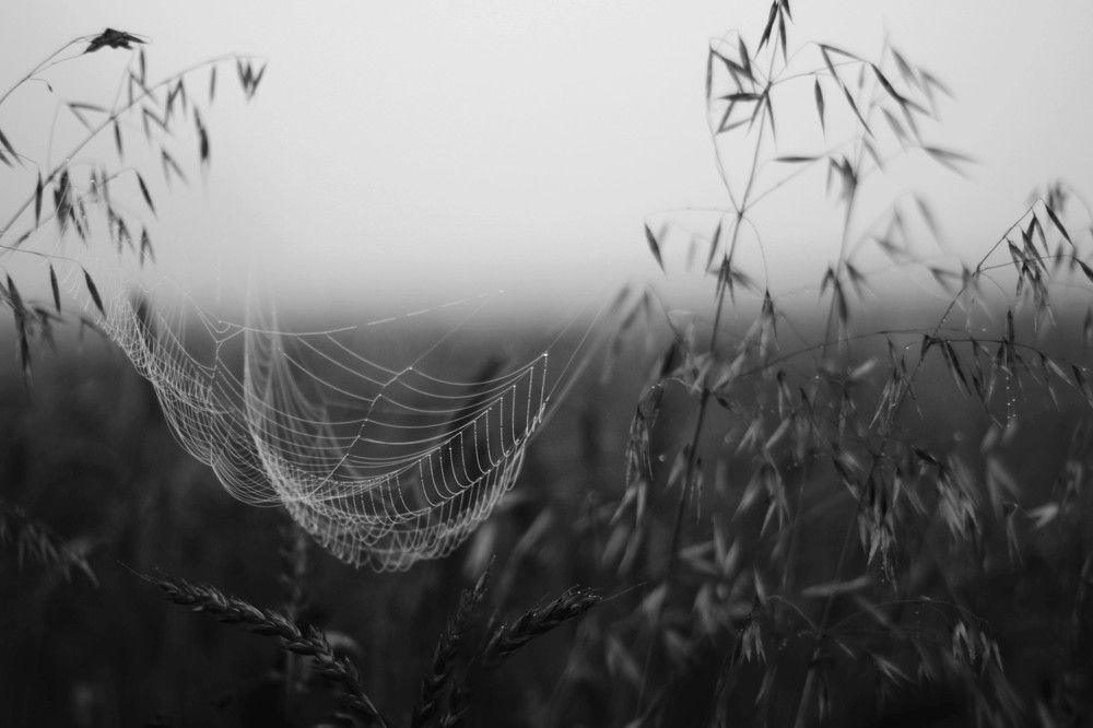 Photograph by Евсеева Валентина