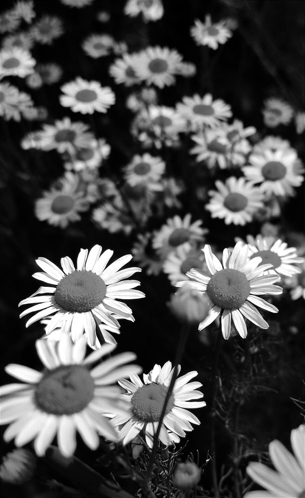 Фотография автора Васильева Ирина