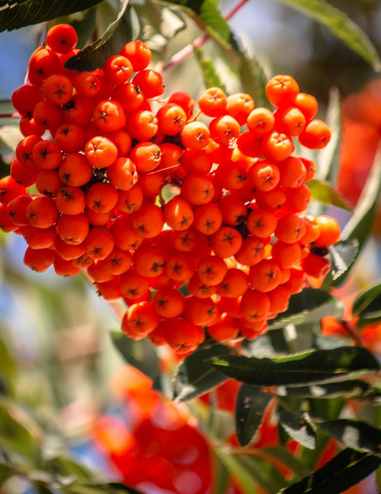 Photograph by Ольга Сафронова