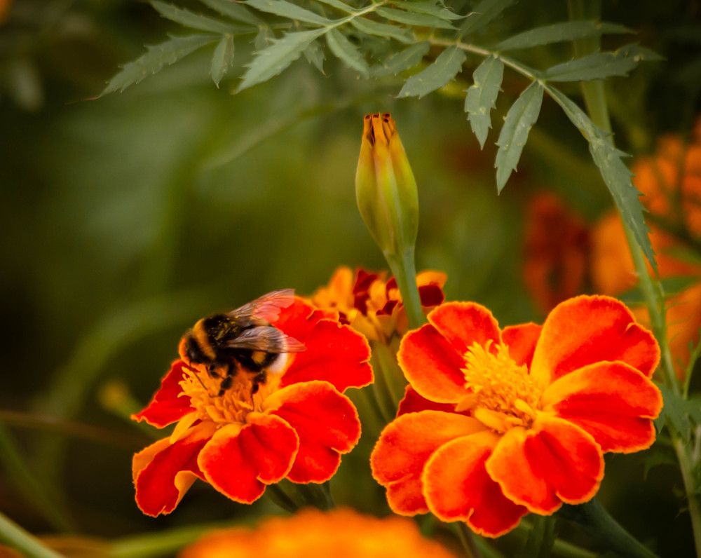 Photograph by Ольга Сафронова