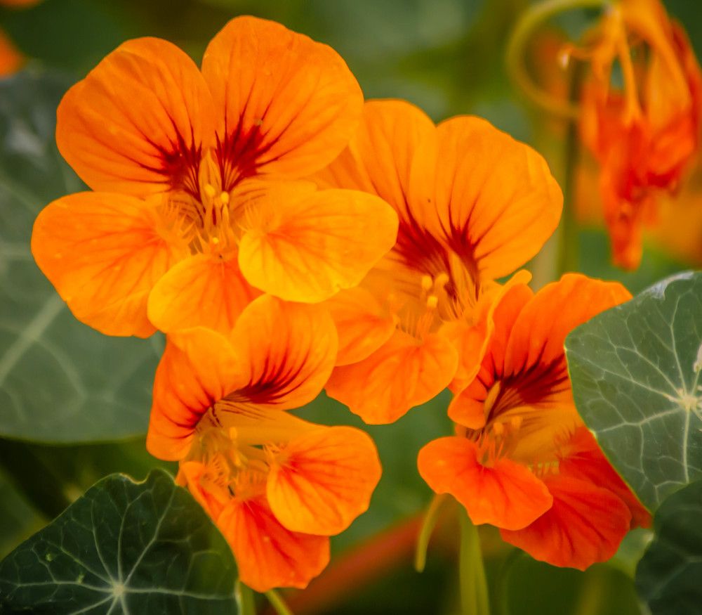 Photograph by Ольга Сафронова