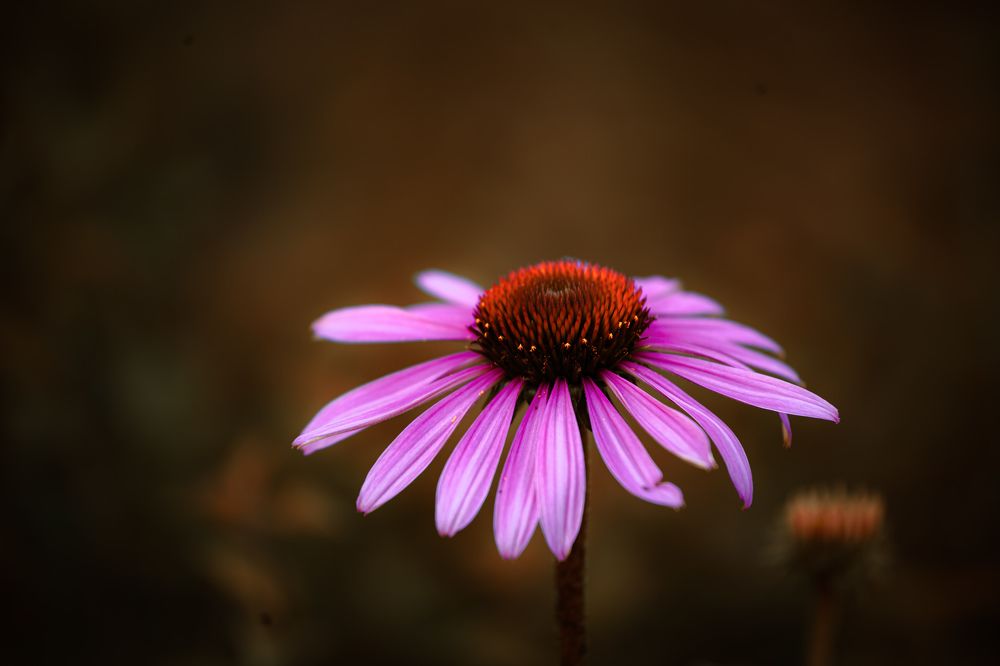 Photograph by Сергей ПЛАТОНОВ