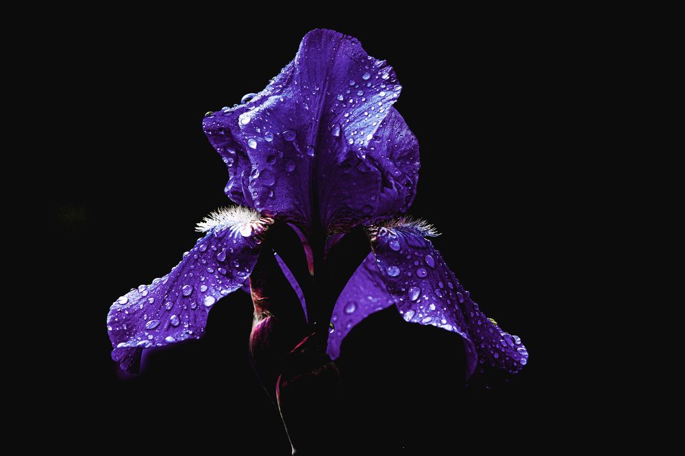 Photograph by Сергей ПЛАТОНОВ