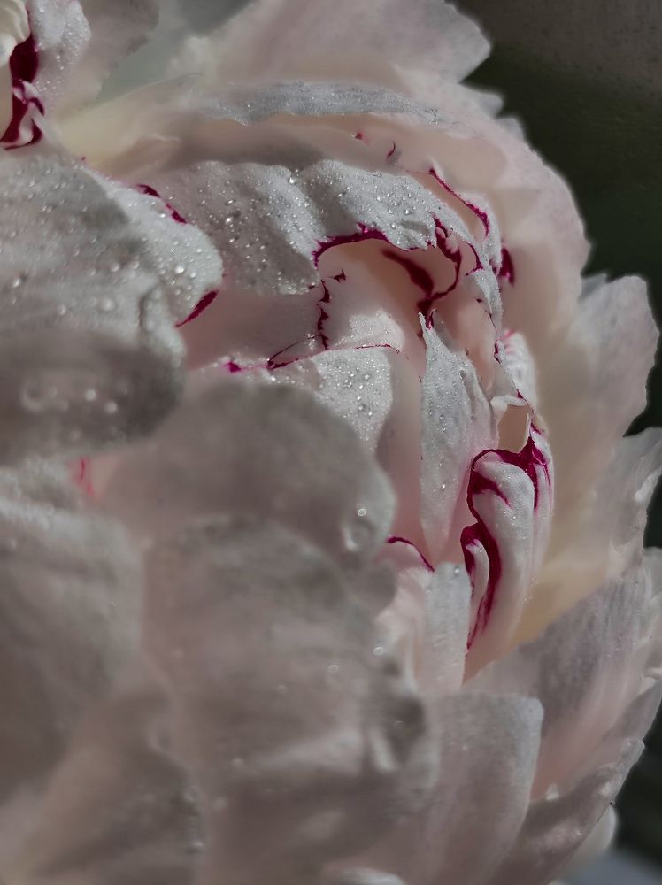 Photograph by Evgenia Korchagova