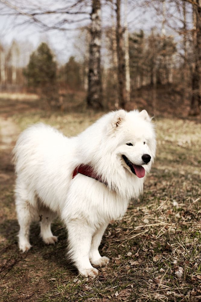 Photograph by Светлана Сафонова