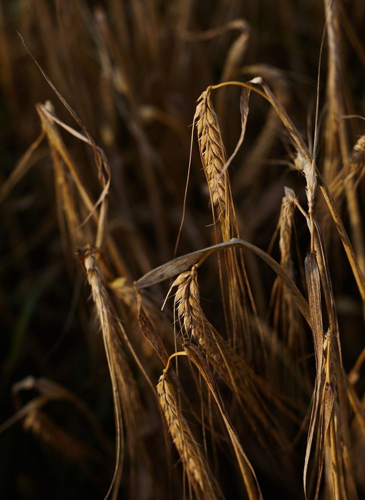 Photograph by Светлана Сафонова