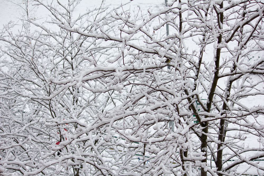Фотография автора Оксана Сырчина