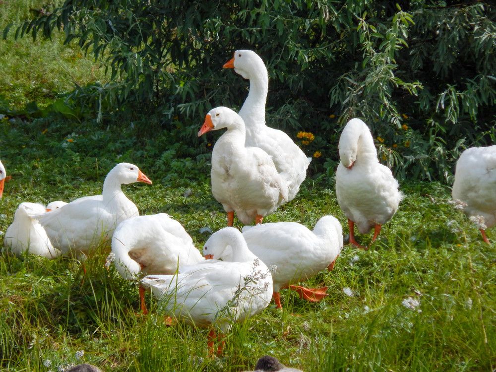 Photograph by Ирина Алпацкая