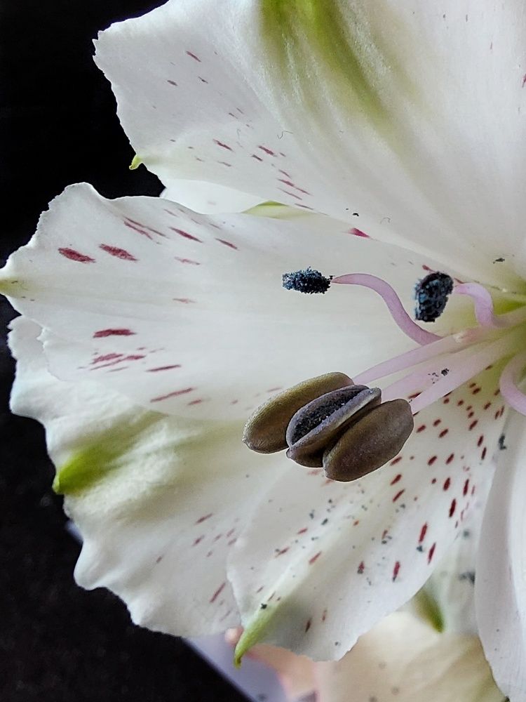 Photograph by Эмма Рахматуллина